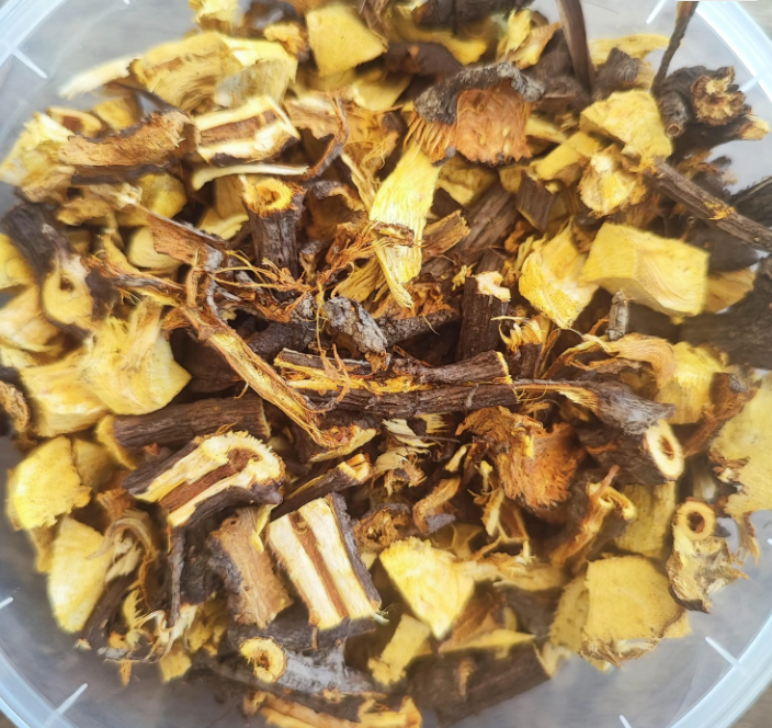 La tisane de racine de renouée du Japon, Huzhang, issu de l'agriculture biologique, Fallopia japonica