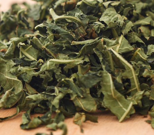 La tisane de feuilles de figuier issues de l'agriculture biologique, antioxydante, traitement contre l'asthme