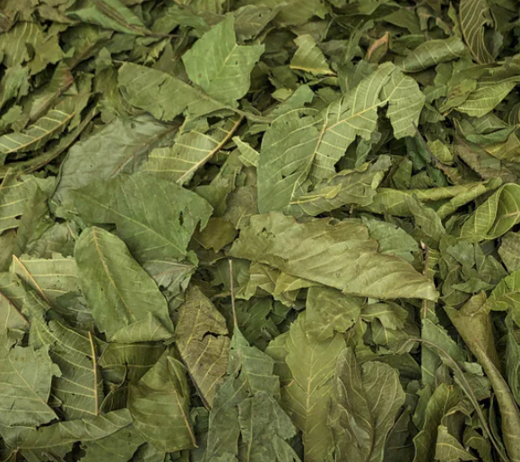 La tisane de feuilles de noye Elle traite les problèmes de peau et l’eczéma.