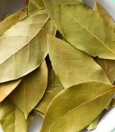 Thé de feuilles de laurier bio, cultivé à la ferme, traitement des migraines, favorise la digestion.