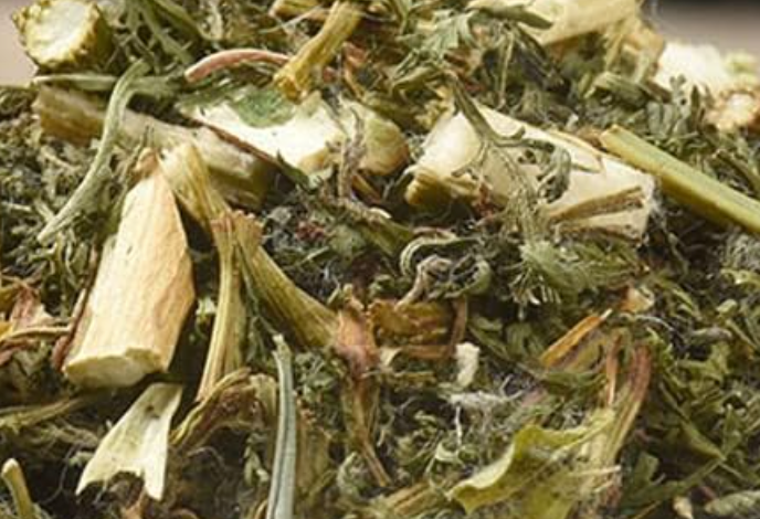 Tisane  l'Artemisia annua, d'absinthe douce : traitement contre la candidose ! Action antiparasitaire, jaunisse et hémorroïdes