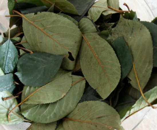 La tisane aux feuilles de cerisier prévient la prostatite et l'adénome, la goutte et l'arthrite, et augmente la libido.