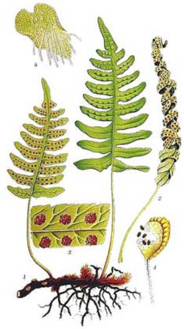 Tisane de Polypodium Vulgare : élimine les vers parasites et les ténias, stimule la bile, laxatif doux