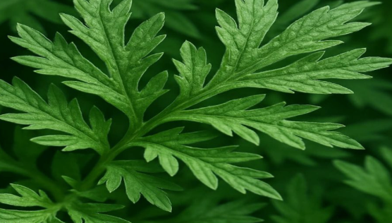 50g Tisane d'armoise Artemisia vulgaris (armoise commune)  Rêves lucides, Activité antioxydante, Inhibition de la MAO, Anthelminthique,Diminution du cholestérol, limitant l'inflammation
