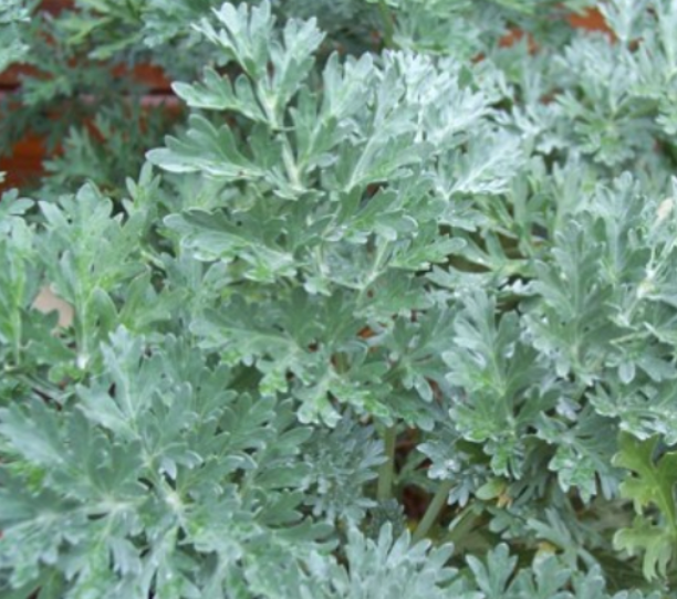 Absinthe amère (Artemisia absinthium) cultivée en agriculture biologique.